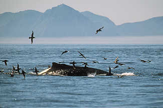 Humpback Whale Feeding